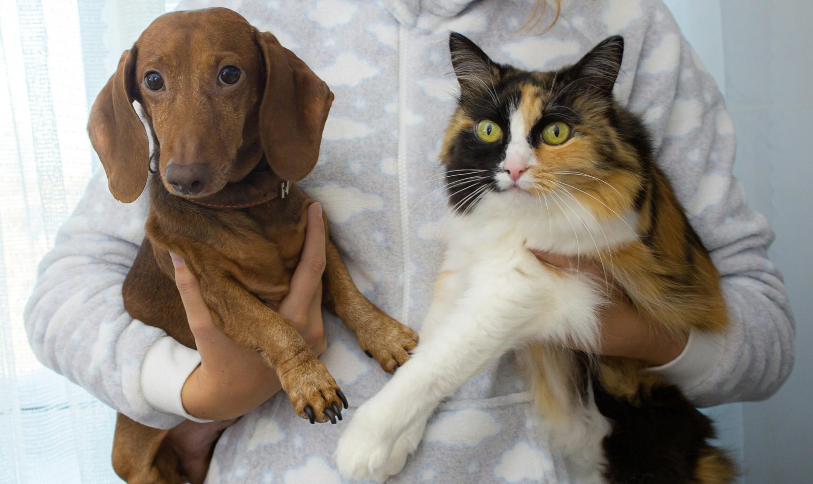 Close-up of a dachshund dog and calico cat being held together, showcasing their adorable companionship.
